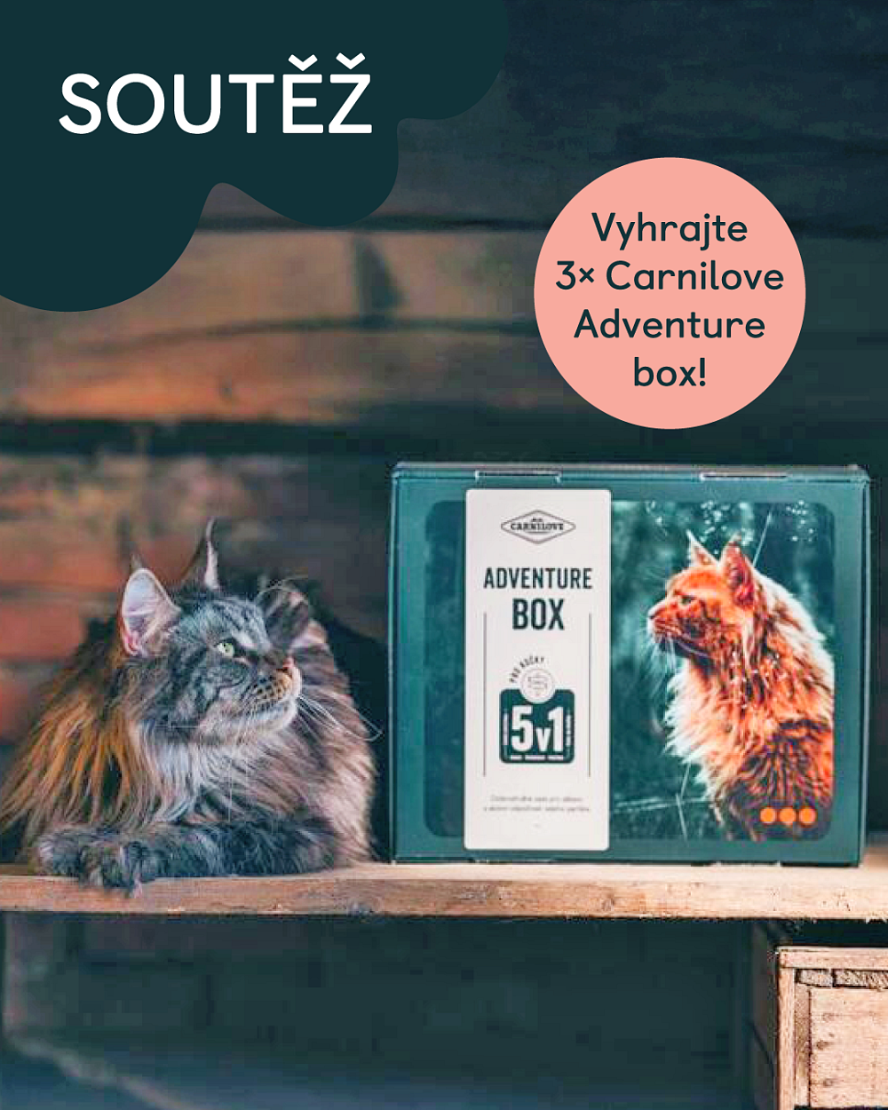 Vyhrajte luxusní Carnilove Adventure box pro svou kočku!