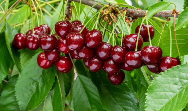 a great harvest of ripe red cherries on a tree branch. selective focus.