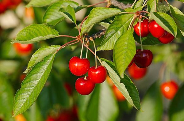 Výběr ideální odrůdy třešní a višní do zahrady